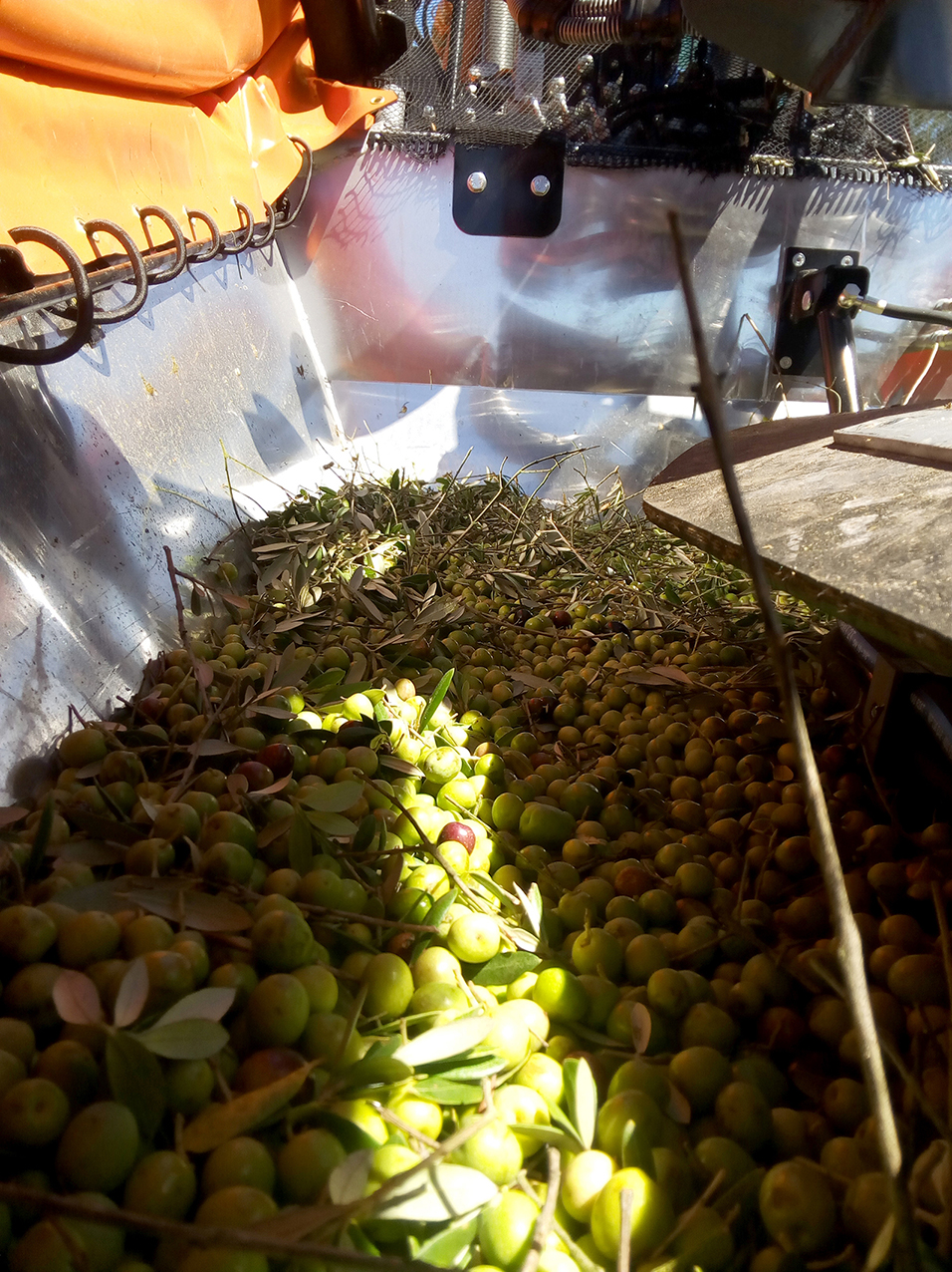 olives_and_dried_fruits_vibration_agromelca