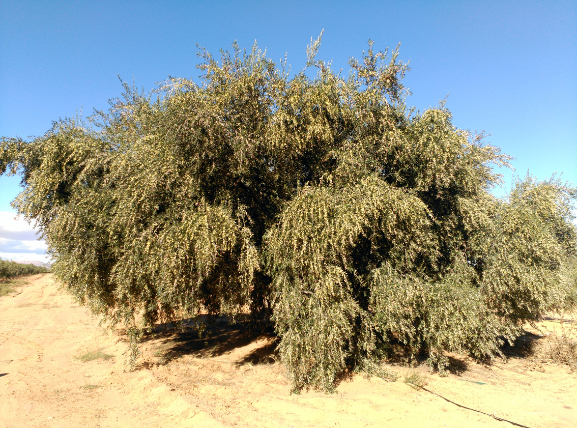 ancient_olive_tree_tunez