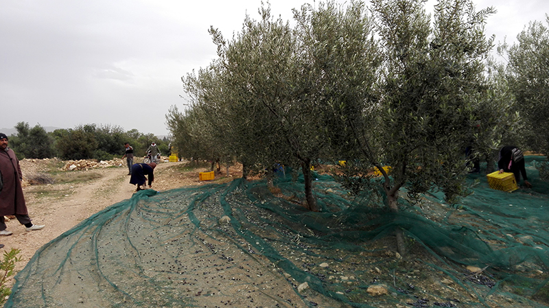 equipments_of_harvester_for_almonds_and_olives