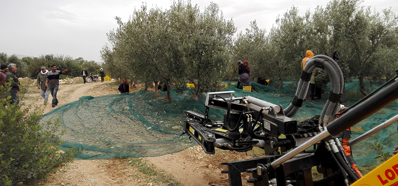 harvesters_of_almonds_and_olives_agromelca