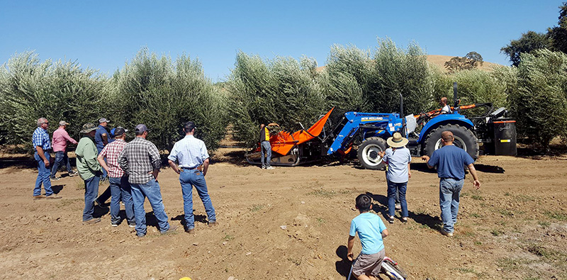 demonstration_of_collectors_equipments_for_almonds_olives_and_dried_fruits_agromelca
