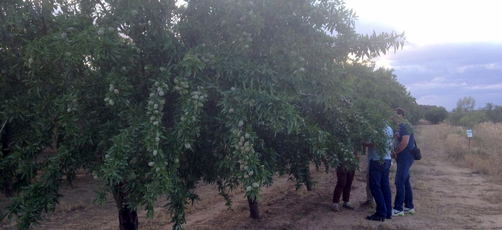 equipment_harvesting_for_almond_olives_pistachios_walnuts_agromelca